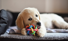 Retriever puppy lying on a sofa chewing a colourful ball.