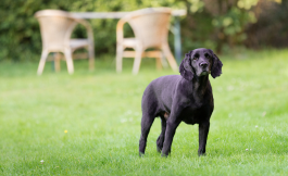 Black spaniel standing on a lawn with a picnic table and chairs in the background.