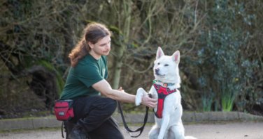 A white dog in a red harness gives their paw to a staff member while sitting outdoors on a path.
