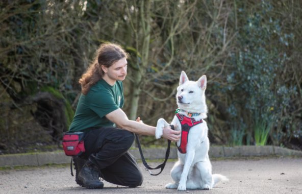 A white dog in a red harness gives their paw to a staff member while sitting outdoors on a path.
