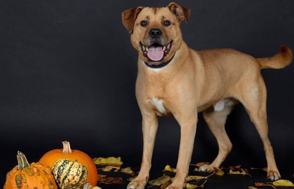 Cross-breed sand-coloured dog stood in relaxed stance n a dark background with pumpkins next to and leaves on the ground
