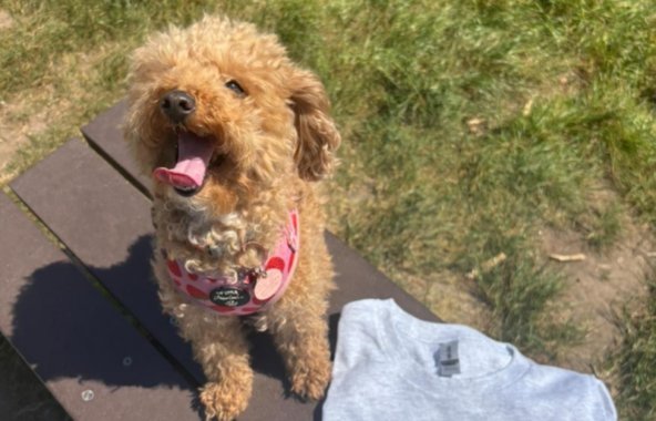 Cockapoo sitting on a picnic table.