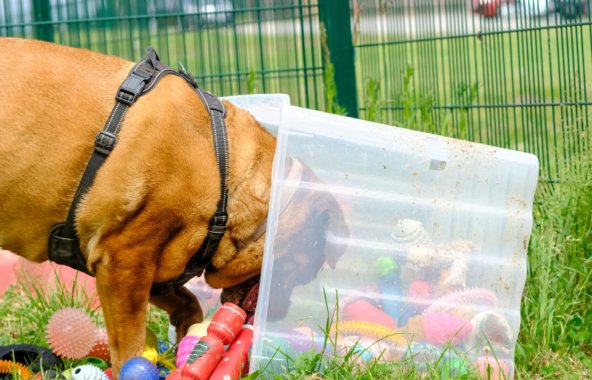A brown dog explores a clear box filled with toys and enrichment items in a grassy outdoor area.