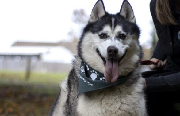 Loki Jerry Green Dog Rescue, black and white Siberian Husky.