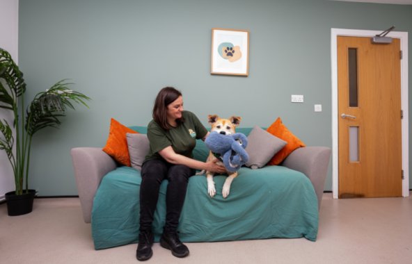A staff member sits on a sofa with a dog holding a large blue soft toy in a calm, home-style room.