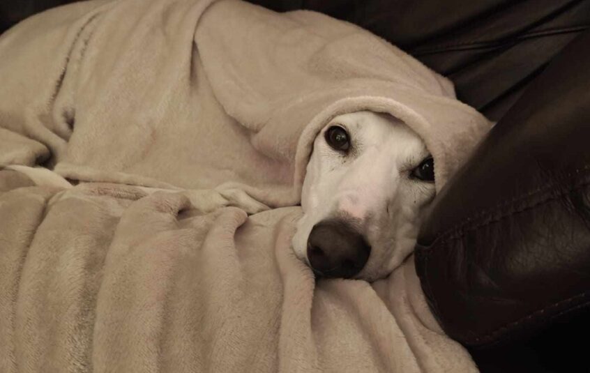 White Lurcher dog tucked up and covered in beige blanket with on brown sofa with only eyes and snout visible looking directly at the camera