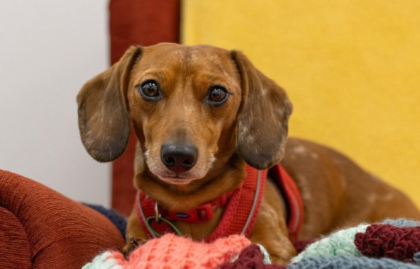 A small brown dog in a red harness lies on colourful blankets and looks towards the camera.