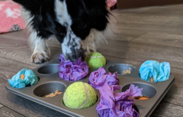 A black and white collie dog investigtaing a muffin tin. The holes of the tin are filled with various treats and toys.