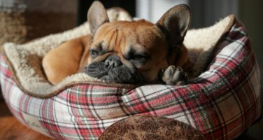 Small french bulldog laying on a bed