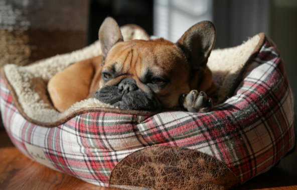 Small french bulldog laying on a bed