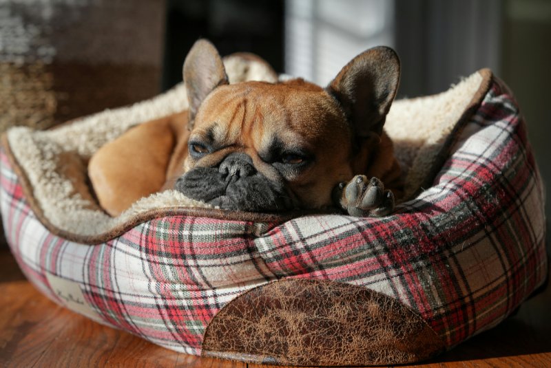 Small french bulldog laying on a bed