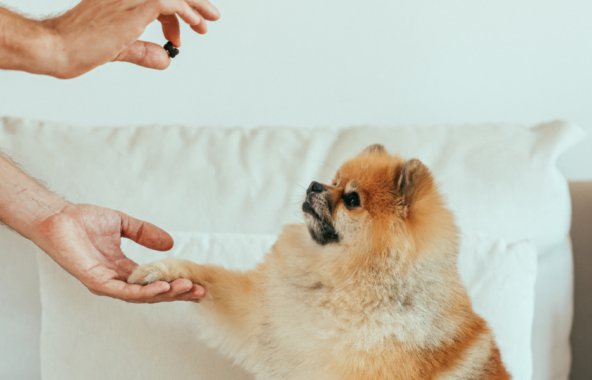 A tan pomeranian dog perfoming a 'paw' command, there is a treat being held just above the dog's eyeline