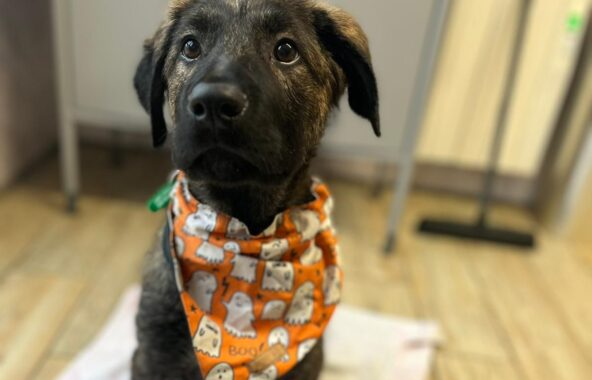 Small black and tan cross-breed puppy sat ona white blanket in a home environment looking directly at the camera wearing a Halloween themed bandana