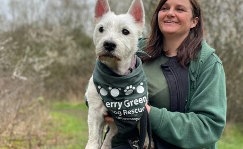 Brown haired lady wearing Jerry Green Dog Rescue uniform with white West Highland Terrier sat on her lap wearing a Jerry Green Dog Rescue bandana around it's neck