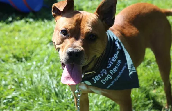Tan Staffordshire bull terrier type dog with green bandana.