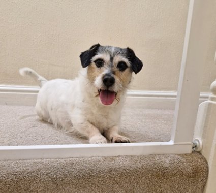 Jack Russell type terrier.