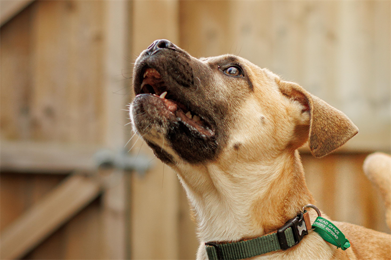 Crossbreed dog wearing a green collar look up at the sky.