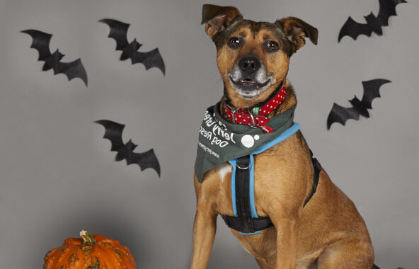 Cross-breed black and tan dog in sitting position wearing a Jerry Green Dog Rescue green bandana on a grey background with ghost and bat Halloween decorations above and a pumpkin next to the dog.