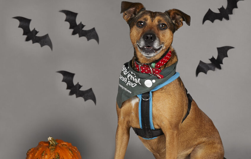 Cross-breed black and tan dog in sitting position wearing a Jerry Green Dog Rescue green bandana on a grey background with ghost and bat Halloween decorations above and a pumpkin next to the dog.