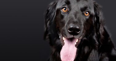 Black Retriever cross-breed dog with amber eyes headshot in relaxed stance with tongue out on a black background