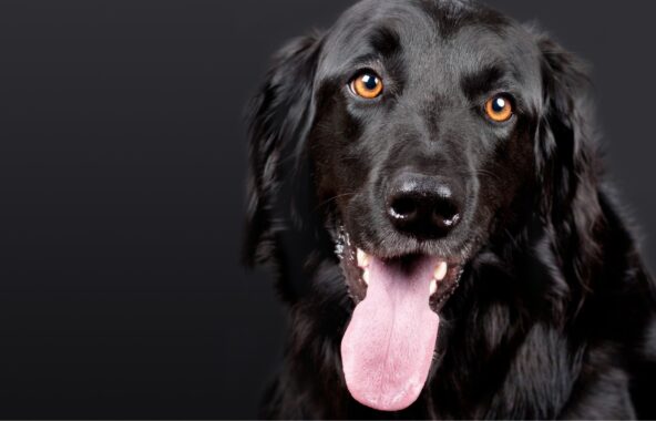 Black Retriever cross-breed dog with amber eyes headshot in relaxed stance with tongue out on a black background
