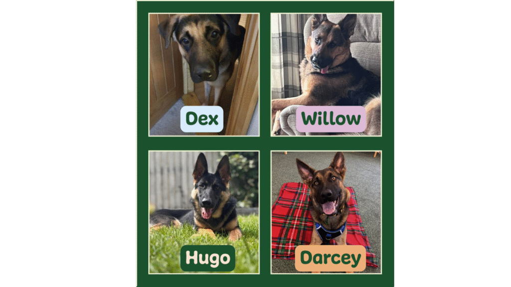 Window pane type collage of four German Shepherd dogs with overlaid text called Dex, Willow, Hugo and Darcey (left to right, top to bottom)
