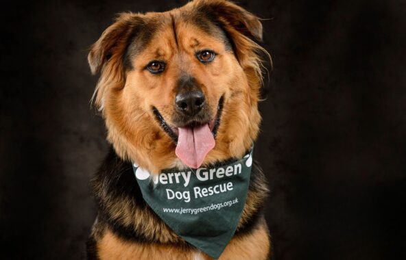German Shepherd Cross-Breed in photo studio situation with black background wearing a Jerry Green Dog Rescue bandana. Relaxed sitting stance with tongue out.