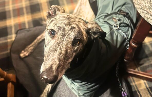Brindle greyhound looking directly up at camera wearing a grey/green jacket laid on a checked carpet