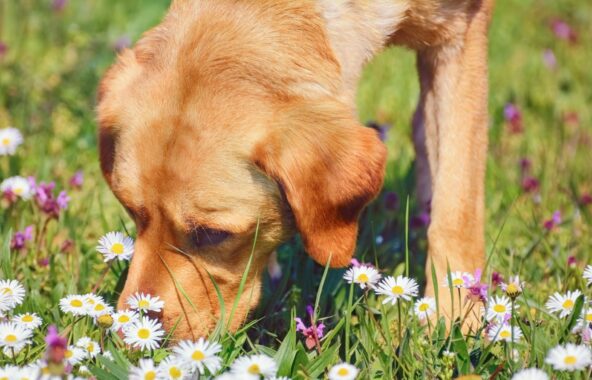 Golden Retriever dog sniffing grass mixed with small purple flowers and white daisies