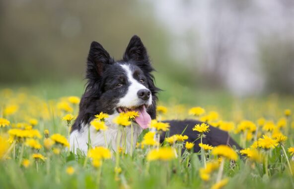 Black and White Border Collie dog laying in grassy field of yellow dandelions