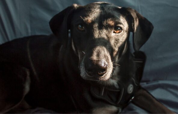 Black smooth coat cross breed dog on grey soft background like sofa with rays of light shining on their face