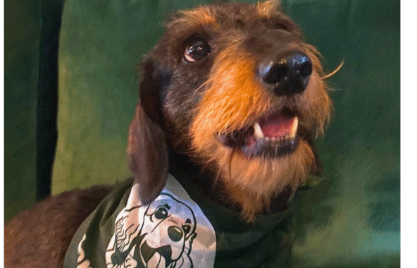 Wire haired black and tan Dachshund on a green sofa wearing a Jerry Green Dog Rescue bandana