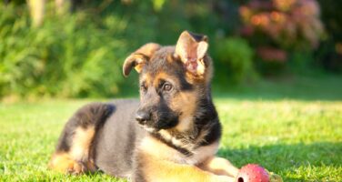 German Shepherd puppy approximately 20 weeks old laying in sunny grass, looking to the left with a red ball in front of them