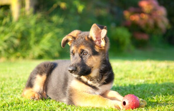 German Shepherd puppy approximately 20 weeks old laying in sunny grass, looking to the left with a red ball in front of them