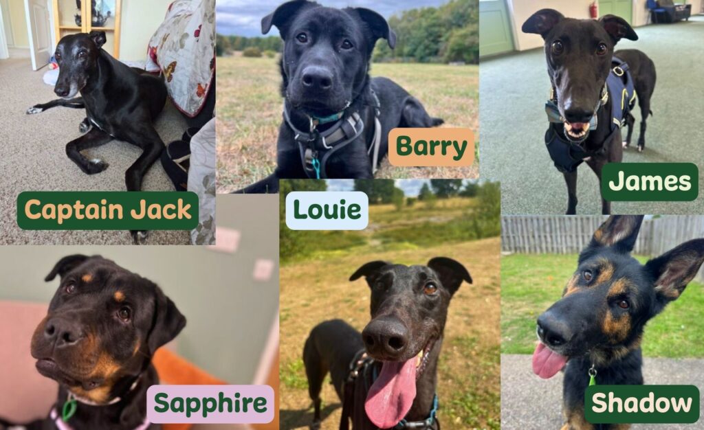 Collage of six black dogs of varying breed with the following overlaid text for the dog's names: Captain Jack, Sapphire, Barry, Louie, James & Shadow