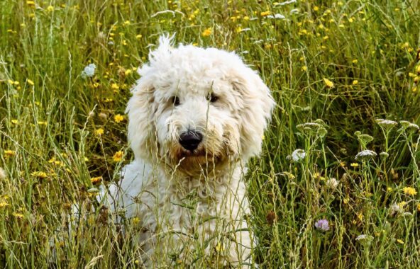 Cream Cockapoo dog sitting in long grass field