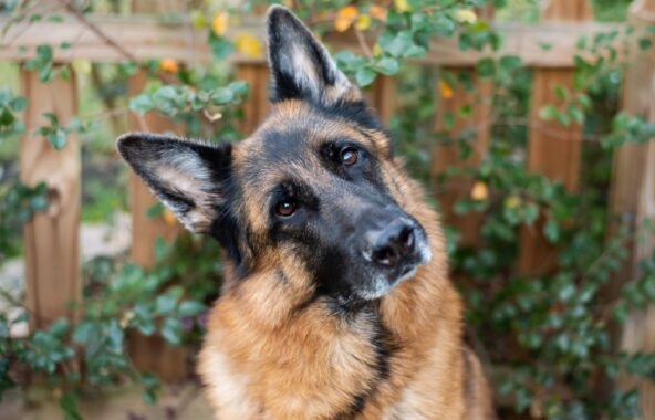 Adult long-haired German Shepherd in relaxed sitting position tilting head to left looknig directly at camera. Flowered fence background blurred.