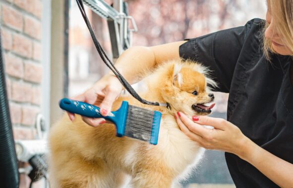 Apricot Pomeranian dog being groomed by a lady with blonde hair wearing a black tunic