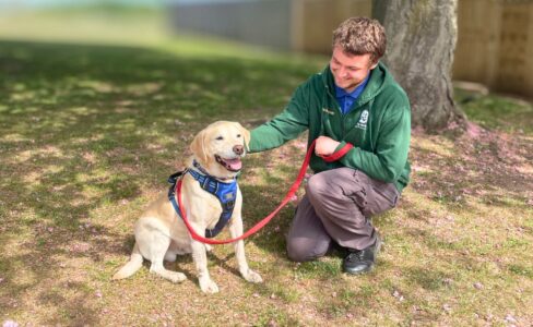 Young man wearing a Jerry Green Dog Rescue volunteer hoodie and work trousers crouched down stroking a yellow Labrador