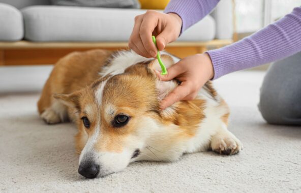 Person removing tick with green tick removal tool from beige and white Corgi dog