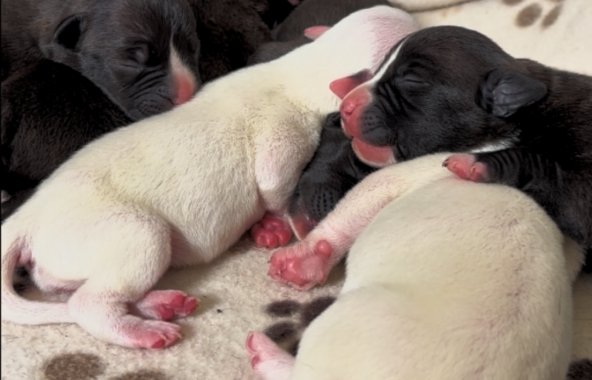 New born black and white puppies, cuddled up together on a cream and brown blanket with a paw print pattern