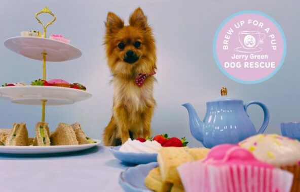 Small, long haired, tan dog sitting on a tea table with cakes and teapot.