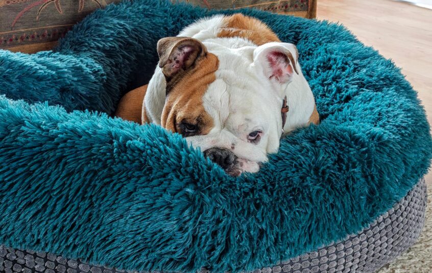 A brown and white bulldog laying in a blue fluffy bed