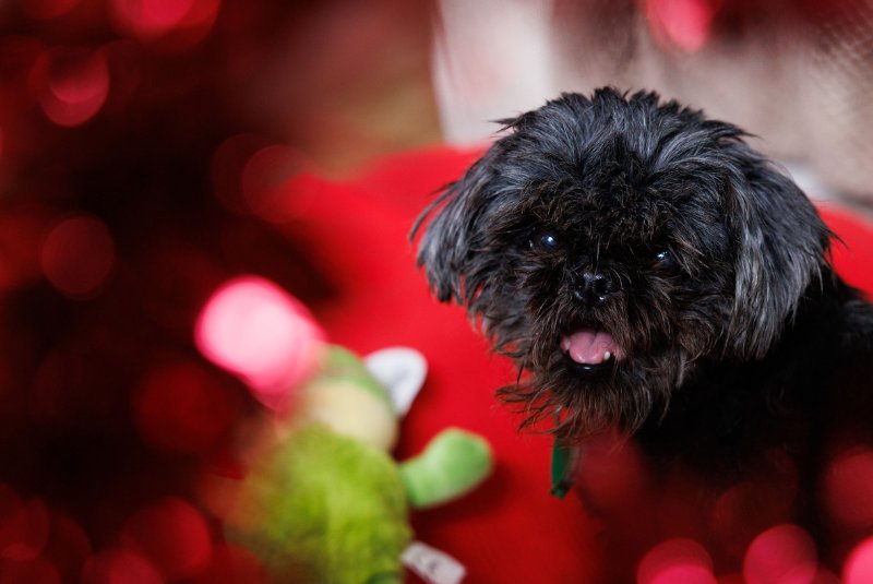 Cute black dog surrounded by Christmas decorations