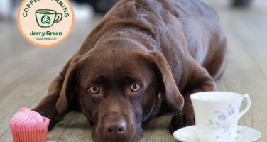 Brown labrador laying on a wooden floor. There is a pink cupcake and a tea cup on the floor either side of the dogs head.