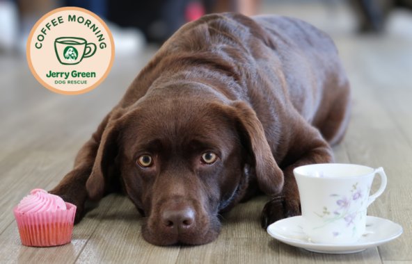 Brown labrador laying on a wooden floor. There is a pink cupcake and a tea cup on the floor either side of the dogs head.