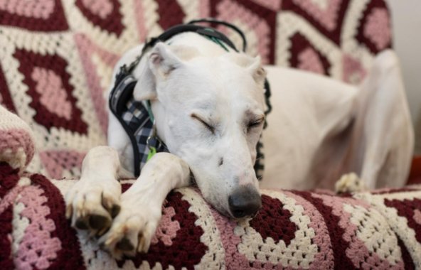Comet, a 13-year old gentle white Lurcher asleep on a sofa.