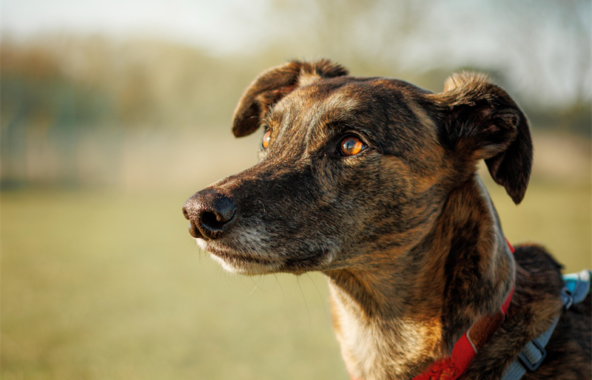 Brindle crossbreed Lurcher dog with brown eyes looking to left wearing a red collar whilst outdoors