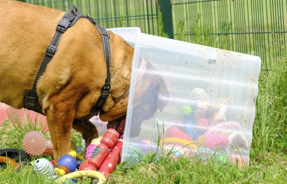 Tan dog that has tipped over a box of toys.