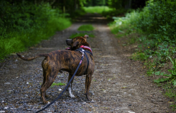 Brindle dog wearing a harness, standing on a long track.